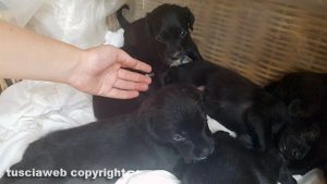 Cuccioli in cerca di casa