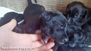 Cuccioli in cerca di casa