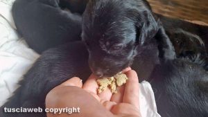 Cuccioli in cerca di casa