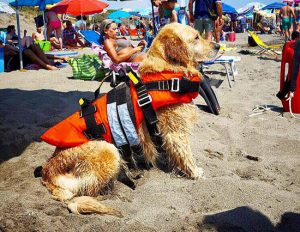 Cane da salvataggio