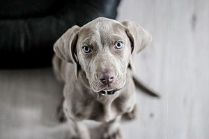 Un cane di razza Weimaraner
