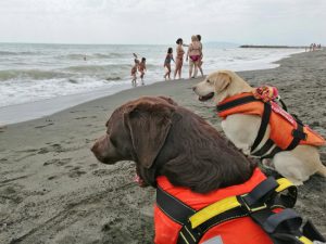 I cani bagnino della Sics