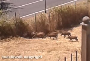 Viterbo - Un branco di cinghiali invade la città