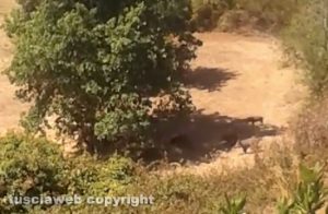 Viterbo - Un branco di cinghiali invade la città