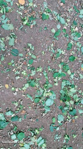 Carbognano - Noccioleti danneggiati dal forte vento