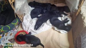 Cuccioli in cerca di casa