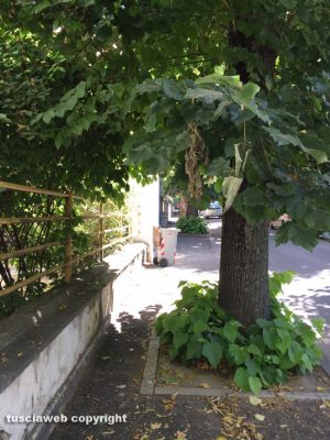 Viterbo - Viale IV novembre