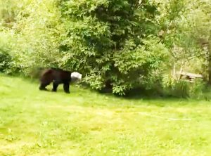 orso