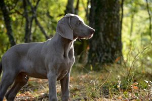 Un cane di razza Weimaraner