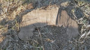 Viterbo - Santa Barbara - Ulivi secchi tagliati al Parco delle querce