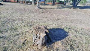 Viterbo - Santa Barbara - Ulivi secchi tagliati al Parco delle querce