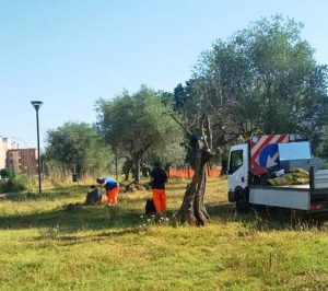 Viterbo - Santa Barbara - Ulivi secchi tagliati al Parco delle querce