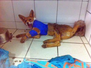 Montefiascone - Volpe col femore rotto - Foxy dopo l'operazione