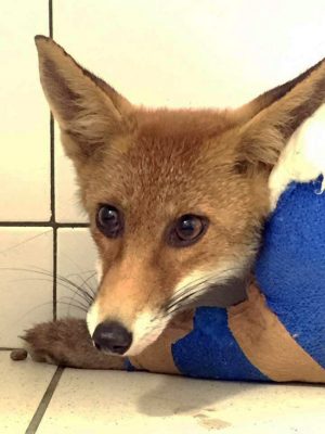 Montefiascone - Volpe col femore rotto - Foxy dopo l'operazione