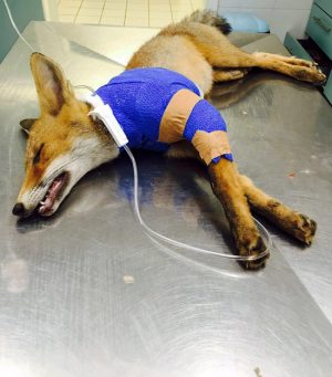 Montefiascone - Volpe col femore rotto - Foxy dopo l'operazione