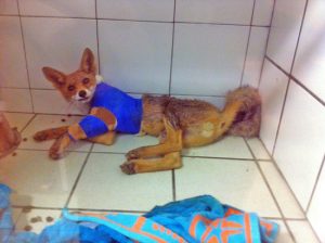 Montefiascone - Volpe col femore rotto - Foxy dopo l'operazione