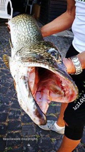 Il luccio da dieci chili pescato da Mario Volpi