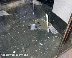 Viterbo - Piccione morto a piazza delle Erbe