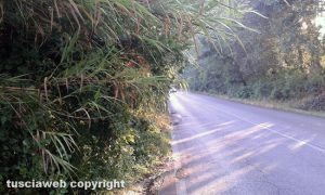 Nepi - Le erbacce invadono la via Nepesina