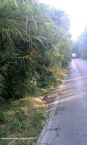 Nepi - Le erbacce invadono la via Nepesina
