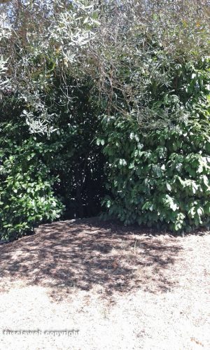 Viterbo - Giardini dell'Ellera nel degrado