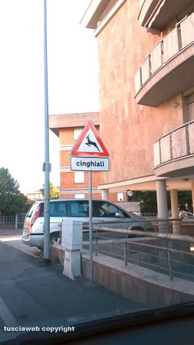 Viterbo - Via Monte Cervino - Il cartello "Attenti al cinghiale"