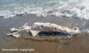 Tarquinia - Animale spiaggiato sulla riva