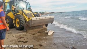 Tarquinia - L'animale spiaggiato sulla riva viene portato via