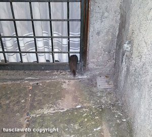 Viterbo - Topo in via Cacciamele