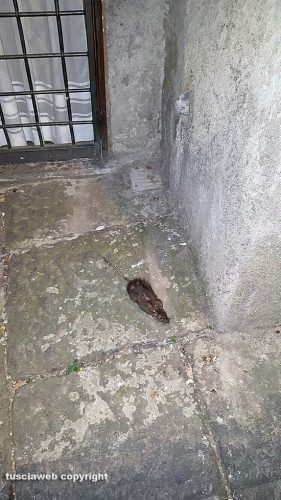 Viterbo - Topo in via Cacciamele