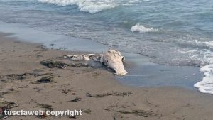 Tarquinia - Animale spiaggiato sulla riva