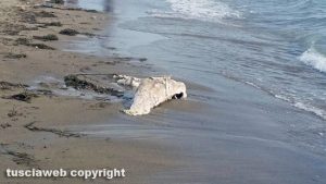 Tarquinia - Animale spiaggiato sulla riva