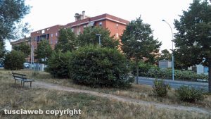 Viterbo - Giardinetti pubblici in viale Bruno Buozzi - Lampioni coperti dalle piante
