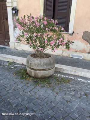 Civita Castellana - Erbacce e incuria davanti al Forte Sangallo