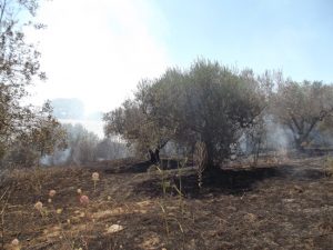 Montefiascone - Incendio in località Mentuccia