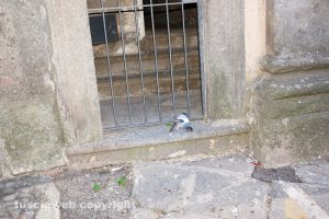 Viterbo - Moria di piccioni nel centro storico