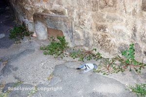 Viterbo - Moria di piccioni nel centro storico