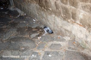 Viterbo - Moria di piccioni nel centro storico
