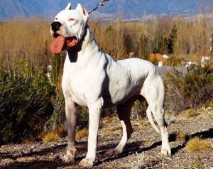 Dogo argentino