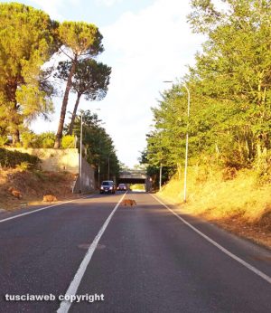 Viterbo - I cinghiali attraversano la strada nei pressi di via Genova