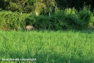 Viterbo - Un cinghiale nei pressi di via Genova
