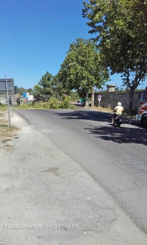 Viterbo - L'albero abbattuto dal vento 