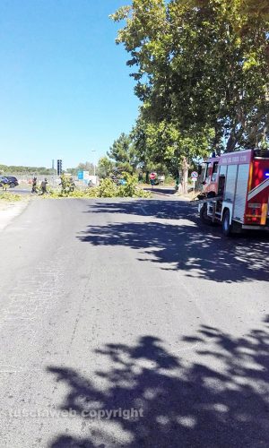 Viterbo - L'albero abbattuto dal vento - vigili del fuoco al lavoro