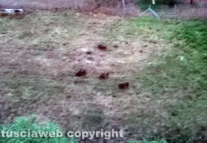 Viterbo - Strada Crocifisso invasa dai cinghiali