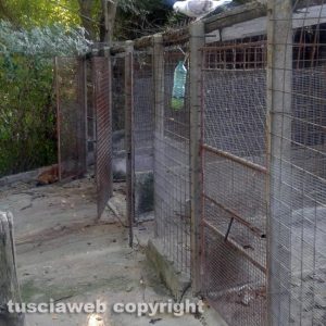 San Lorenzo Nuovo - Il canile dove si trovavano i segugi
