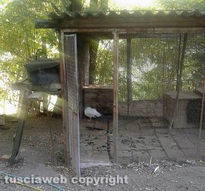 San Lorenzo Nuovo - Il canile dove si trovavano i segugi