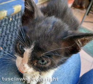 Viterbo - San Faustino - Il gattino salvato dai Vigili del fuoco