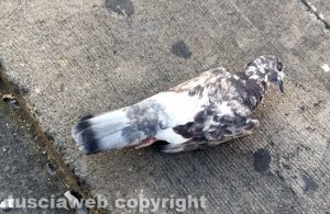 Viterbo - Piazza Fontana grande - Moria di piccioni nel centro storico