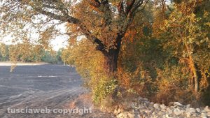 L'incendio sulla Tuscanese