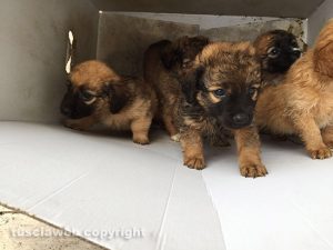 I cuccioli trovati a Vallerano